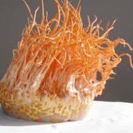 冬蟲夏草菌絲體