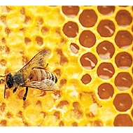 蜂膠萃取粉